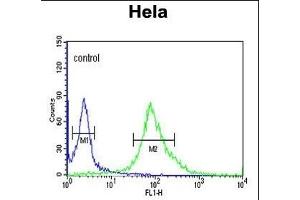 DDX49 Antibody (C-term) (ABIN653921 and ABIN2843155) flow cytometric analysis of Hela cells (right histogram) compared to a negative control cell (left histogram). (DDX49 Antikörper  (C-Term))