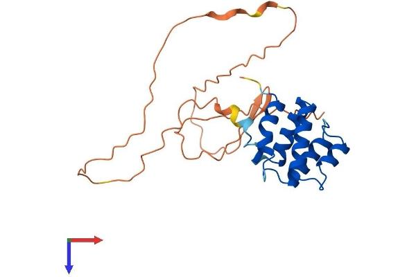 C9orf89 Protein (AA 1-228) (His tag)