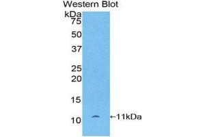 Western Blotting (WB) image for anti-Pro-Platelet Basic Protein (Chemokine (C-X-C Motif) Ligand 7) (PPBP) (AA 46-107) antibody (ABIN3201386) (CXCL7 Antikörper  (AA 46-107))
