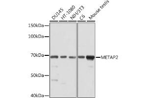 Western blot analysis of extracts of various cell lines, using MET Rabbit mAb (ABIN7268490) at 1:1000 dilution. (METAP2 Antikörper)