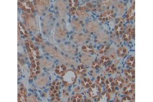 Used in DAB staining on fromalin fixed paraffin- embedded kidney tissue (PRKX Antikörper  (AA 49-358))