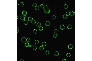 Immunofluorescence (IF) image for anti-CD47 (CD47) antibody (ABIN6941211)