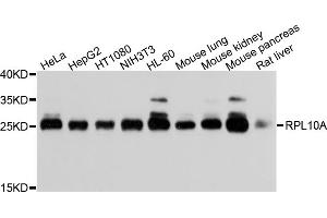 Western blot analysis of extracts of various cell lines, using RPL10A antibody (ABIN1876954) at 1:1000 dilution. (RPL10A Antikörper)