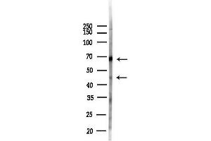 anti-Fibulin 4 (FBLN4) (Internal Region) antibody