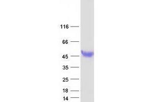 Western Blotting (WB) image for Haptoglobin Related Protein (HPR) protein (Myc-DYKDDDDK Tag) (ABIN2722440)