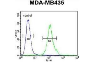 Flow cytometric analysis of MDA-MB435 cells using MS4A4A Antibody (N-term) Cat.