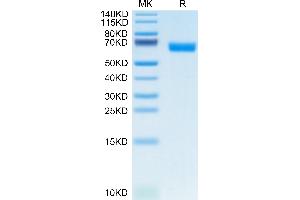 CLEC1A Protein (AA 73-269) (Fc Tag)