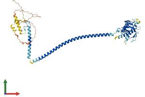 AlphaFold protein structure predicition of Mouse Recombinant Becn1 Protein, UniprotID O88597