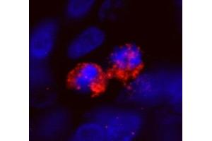 Immunofluorescence (IF) image for anti-Centromere Protein F (CENPF) (AA 2350-2400) antibody (ABIN7448938) (CENPF Antikörper  (AA 2350-2400))