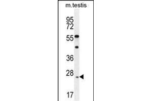 ROPN1L Antibody (N-term) (ABIN655789 and ABIN2845219) western blot analysis in mouse testis tissue lysates (35 μg/lane). (ROPN1L Antikörper  (N-Term))