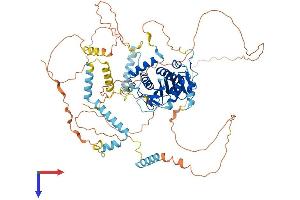 alpha Adducin Protein (AA 1-737) (His tag)