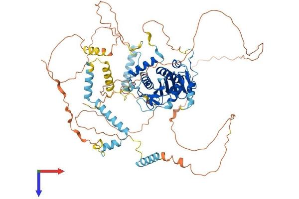 alpha Adducin Protein (AA 1-737) (His tag)