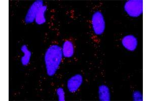Proximity Ligation Analysis of protein-protein interactions between ERBB3 and ERBB2. (ERBB3 Antikörper  (AA 1-331))