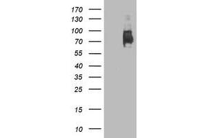 Western Blotting (WB) image for anti-Lectin, Galactoside-Binding, Soluble, 3 Binding Protein (LGALS3BP) (AA 19-300) antibody (ABIN1491079) (LGALS3BP Antikörper  (AA 19-300))