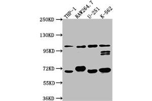 Western Blot Positive WB detected in: THP-1 whole cell lysate, RAW264. (Rekombinanter TLR5 Antikörper)