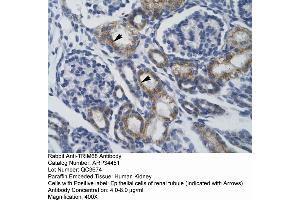 Human kidney (TRIM68 Antikörper  (Middle Region))