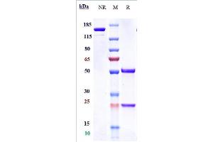 Anti-PDCD1 / PD-1 / CD279 Reference Antibody (camrelizumab) on SDS-PAGE under reducing (R) condition.