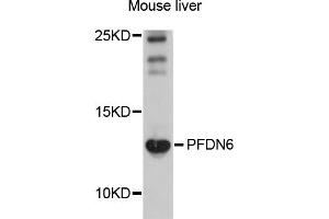 Western blot analysis of extracts of mouse liver, using PFDN6 antibody (ABIN5998498) at 1/1000 dilution. (PFDN6 Antikörper)