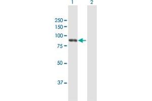 Western Blot analysis of DGKG expression in transfected 293T cell line by DGKG MaxPab polyclonal antibody. (DGKG Antikörper  (AA 1-766))