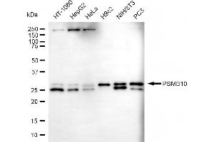Western blotting analysis using PSMB10 antibody (ABIN7800961). (Rekombinanter Proteasome 20S Subunit beta 10 Antikörper)