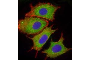 Immunofluorescent analysis of 4 % paraformaldehyde-fixed, 0.
