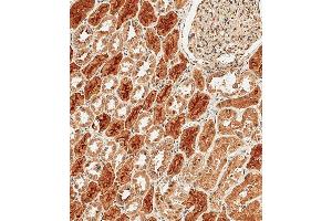 Immunohistochemical analysis of paraffin-embedded Human kidney tissue using B performed on the Leica® BOND RXm. (Protocadherin 9 Antikörper  (C-Term))