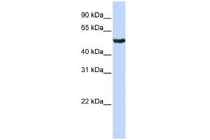 WB Suggested Anti-ONECUT1 Antibody Titration:  0. (ONECUT1 Antikörper  (Middle Region))