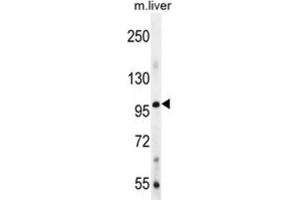Western Blotting (WB) image for anti-Bone Morphogenetic Protein 1 (BMP1) antibody (ABIN2999234)