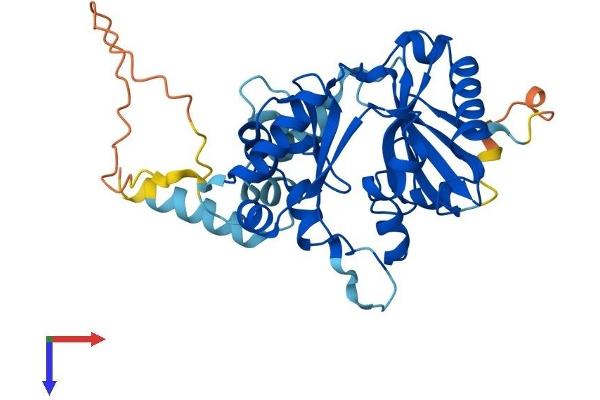 CDC123 Protein (AA 1-336) (His tag)