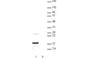 Histone H2A. (H2AFZ Antikörper  (C-Term))