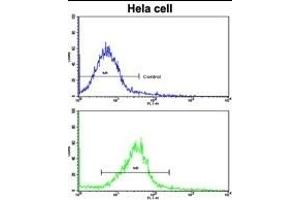 Flow cytometric analysis of hela cells using CUEDC2 Antibody (C-term)(bottom histogram) compared to a negative control cell (top histogram). (CUEDC2 Antikörper  (C-Term))