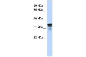 Western Blotting (WB) image for anti-Regulator of Microtubule Dynamics 1 (RMDN1) antibody (ABIN2458997) (FAM82B Antikörper)