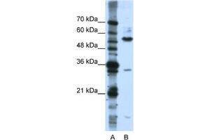 Western Blotting (WB) image for anti-KH Domain Containing, RNA Binding, Signal Transduction Associated 3 (KHDRBS3) antibody (ABIN2462220) (KHDRBS3 Antikörper)