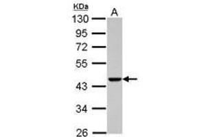 Image no. 2 for anti-Actin-Related Protein T1 (ACTRT1) (AA 174-376) antibody (ABIN1496449) (ACTRT1 Antikörper  (AA 174-376))