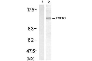 Western blot analysis of extract from 3T3 cell, using FGF Receptor 1 (Ab-154) Antibody (E021231, Lane 1 and 2). (FGFR1 Antikörper)