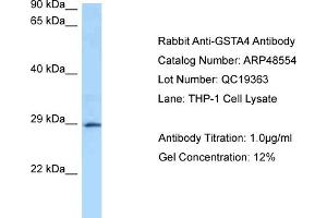 WB Suggested Anti-GSTA4 Antibody   Titration: 1. (GSTA4 Antikörper  (N-Term))