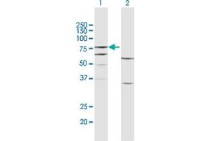Western Blot analysis of FERMT3 expression in transfected 293T cell line by FERMT3 MaxPab polyclonal antibody.