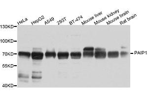 Western blot analysis of extracts of various cell lines, using PAIP1 antibody. (PAIP1 Antikörper  (AA 1-260))