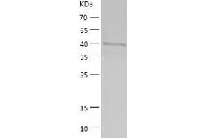 Western Blotting (WB) image for Adenosylhomocysteinase (AHCY) (AA 1-432) protein (His tag) (ABIN7121712)