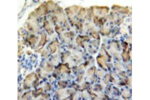 Used in DAB staining on fromalin fixed paraffin-embedded Pancreas tissue (AMY2 Antikörper  (AA 22-257))