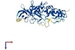 PELI2 Protein (AA 1-420) (His tag)