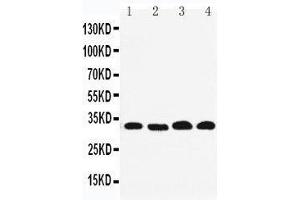 Anti-REA antibody, Western blotting Lane 1: PANC Cell Lysate Lane 2: COLO320 Cell Lysate Lane 3: U87Cell Lysate Lane 4: HEPA Cell Lysate (Prohibitin 2 Antikörper  (Middle Region))