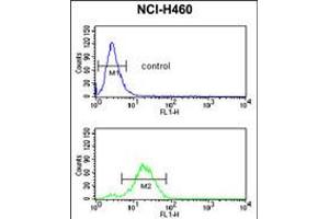 Flow cytometric analysis of NCI-H460 cells (bottom histogram) compared to a negative control cell (top histogram). (GADD45A Antikörper  (C-Term))