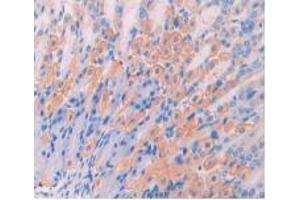 IHC-P analysis of Mouse Stomach Tissue, with DAB staining. (CD47 Antikörper  (AA 18-219))