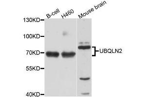 Western blot analysis of extracts of various cell lines, using UBQLN2 antibody (ABIN5996168) at 1/1000 dilution. (Ubiquilin 2 Antikörper)