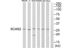 Western blot analysis of extracts from HeLa cells, HepG2 cells, Huvec cells, A549 cells, K562 cells and Jurkat cells, using BCAS2 antibody. (BCAS2 Antikörper)