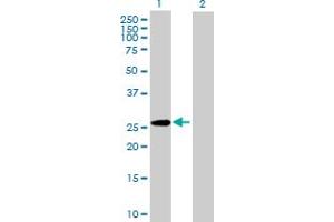 Western Blot analysis of GPC5 expression in transfected 293T cell line by GPC5 MaxPab polyclonal antibody.