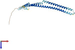 CENPH Protein (AA 1-241) (His tag)