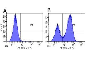 Flow-cytometry using anti-CD3 antibody 12F6   Human lymphocytes were stained with an isotype control (panel A) or the rabbit-chimeric version of 12F6 (panel B) at a concentration of 1 µg/ml for 30 mins at RT. (Rekombinanter CD3 epsilon Antikörper)