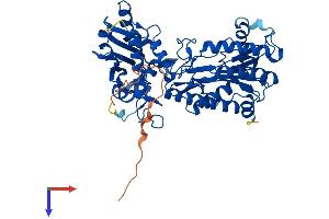 XPNPEP3 Protein (AA 1-507) (His tag)